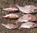 236 кг рыбы, 13 кг икры и две лодки изъяли у браконьеров на Сахалине за неделю 