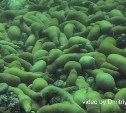 Дайвер обнаружил под водой у островов в Приморье сотни мёртвых морских животных