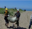 Акция «Чистый берег» прошла в Холмском районе (ФОТО)
