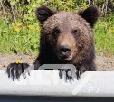 Они могут добыть еду: сахалинцев попросили не подкармливать голодных медвежат