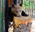 Посетители зоопарка спешат взглянуть на медвежонка, которого пытались продать сахалинцы