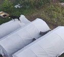 Стаи собак перегрызают заборы, мучают домашних животных и рвут парники в СНТ под Холмском