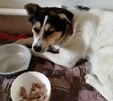 "Сахалинцы – лучшие!": собаку, которую спасли из мешка, передали новым хозяевам на Курилы