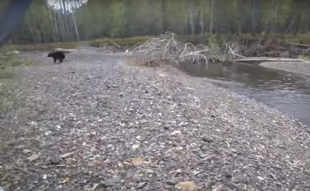 "А-А-А!": сахалинский рыбак столкнулся с медведем и заставил его бежать галопом