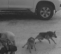 В Южно-Сахалинске стая бродячих псов напала на домашнюю собаку, гуляющую во дворе
