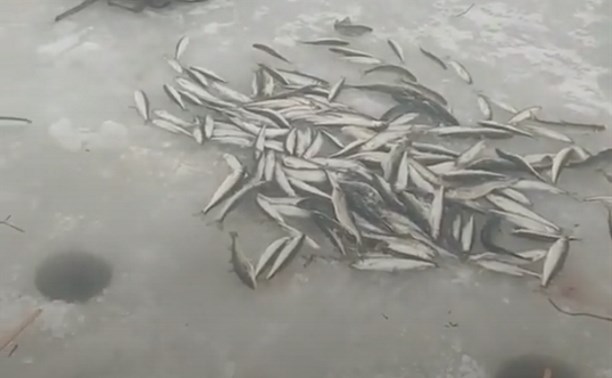 Горы корюшки стали добычей рыбаков на севере Сахалина