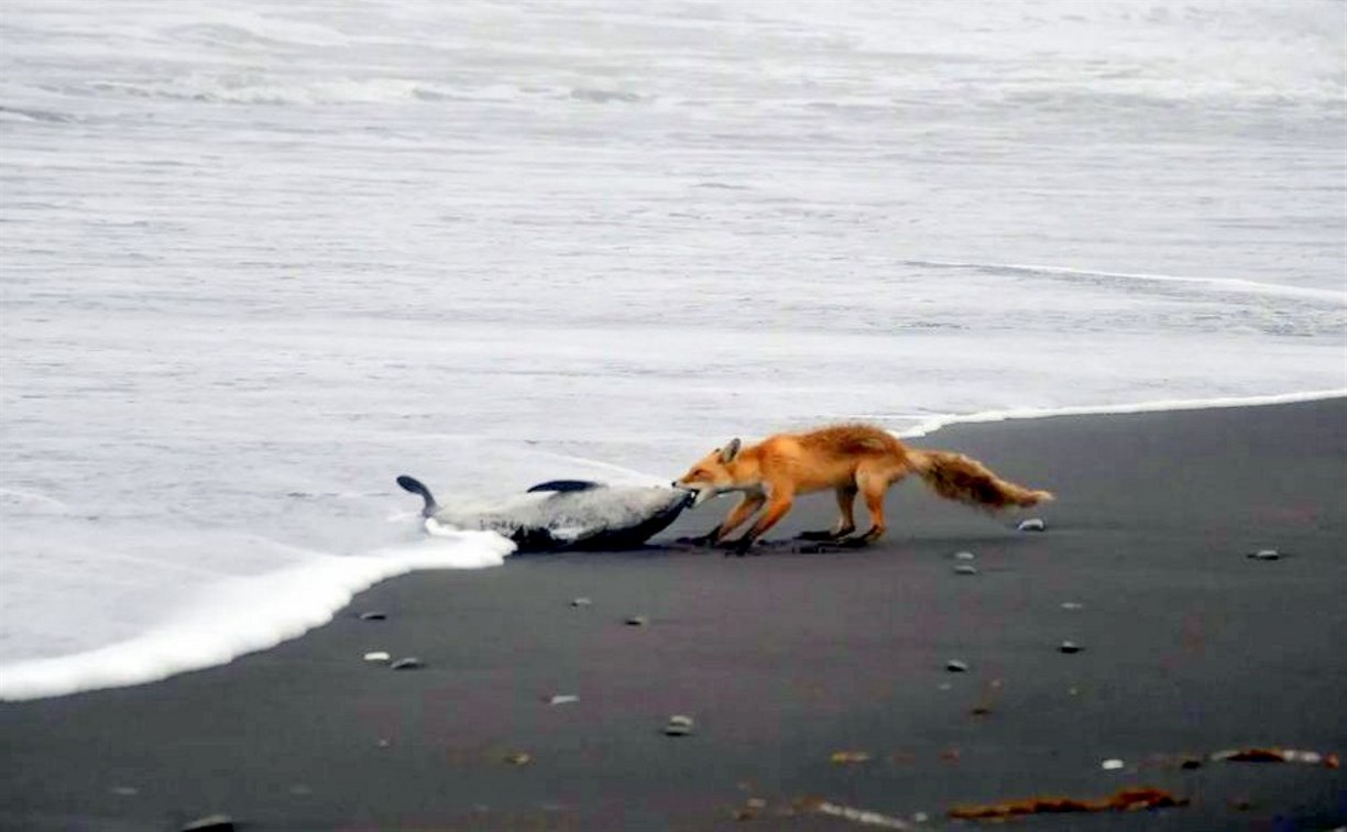 Очевидцы: на Курилах лиса пыталась вытащить из моря очень весомую добычу