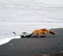 Очевидцы: на Курилах лиса пыталась вытащить из моря очень весомую добычу