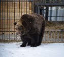 Медведи в зоопарке Южно-Сахалинска уходят в берлоги
