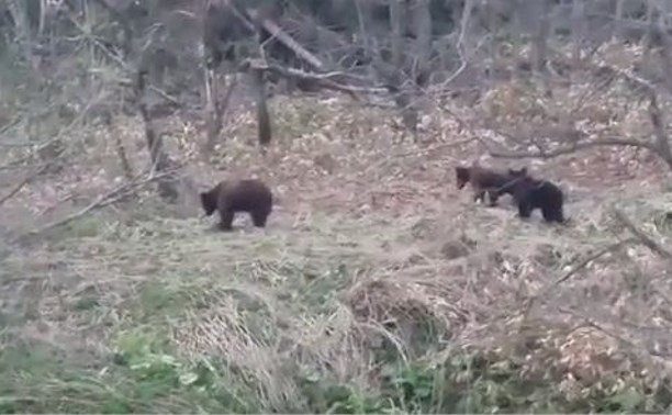 Медвежье семейство выходит на дорогу на Ловецком перевале