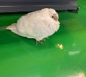 Белый голубь высказал свое "фи" ассортименту магазина в Южно-Сахалинске
