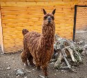 Альпака Мартин отпразднует свой день рождения в сахалинском зоопарке