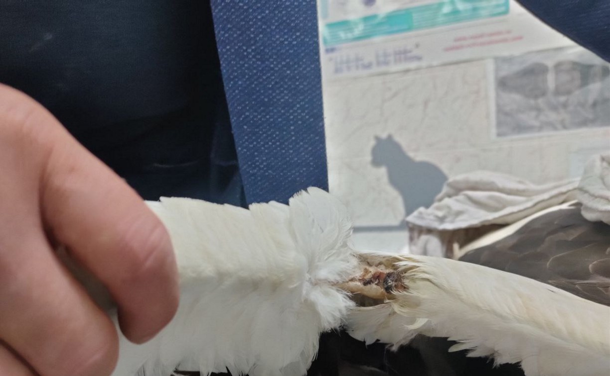 Повредивший крыло белоплечий орлан снова взлетел в небо на Сахалине 