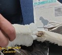 Повредивший крыло белоплечий орлан снова взлетел в небо на Сахалине 