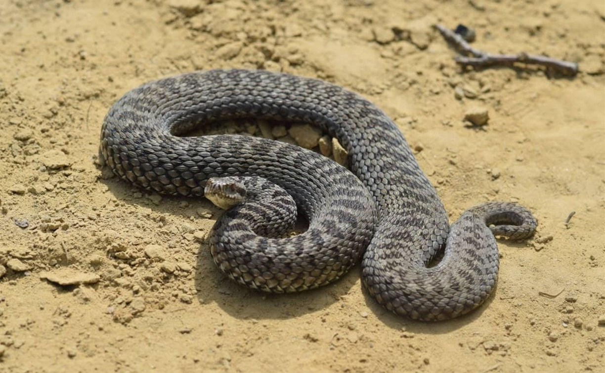 Впервые за несколько лет островитяне встретили толстую змею на севере Сахалина
