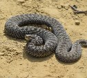 Впервые за несколько лет островитяне встретили толстую змею на севере Сахалина