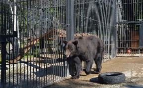 Животных сахалинского зоопарка начали откармливать к зиме