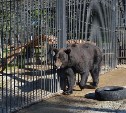 Животных сахалинского зоопарка начали откармливать к зиме