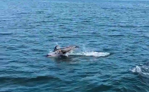 Дельфины на Курилах устроили шоу туристам в открытом море