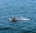 Дельфины на Курилах устроили шоу туристам в открытом море