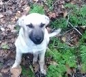 Пёс по кличке Сахалин передал привет из зоны специальной военной операции