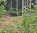 Медведица на Сахалине привела подросших детёнышей на речку