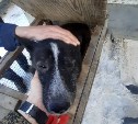 Собаку, покусавшую детей в Долинске, спасли от смерти, но пожизненно поместили в приют 