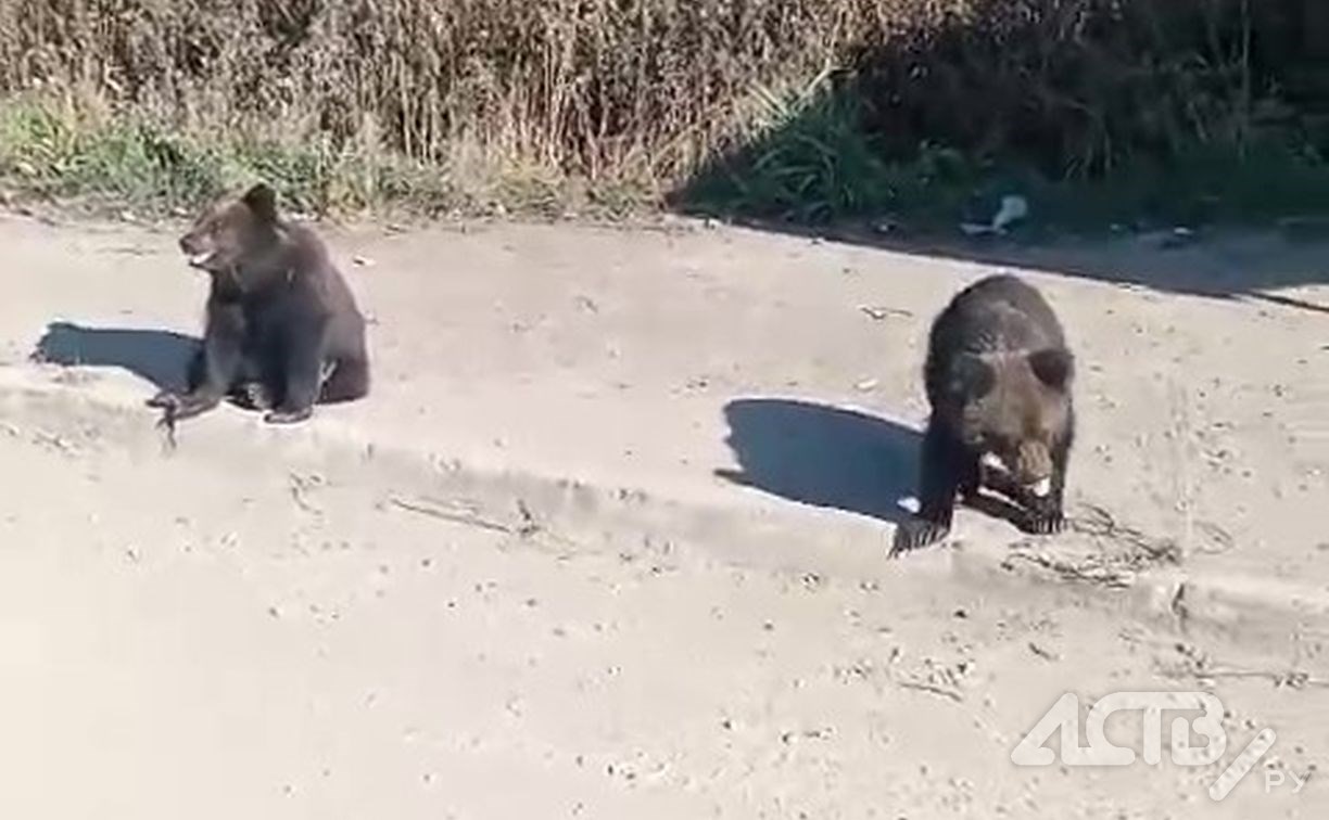 Оставшиеся без мамы медвежата на Сахалине выходят к людям за едой
