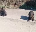 Оставшиеся без мамы медвежата на Сахалине выходят к людям за едой