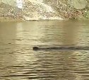 Сахалинский рыбак приехал на реку за кунджой, а "поймал" норку