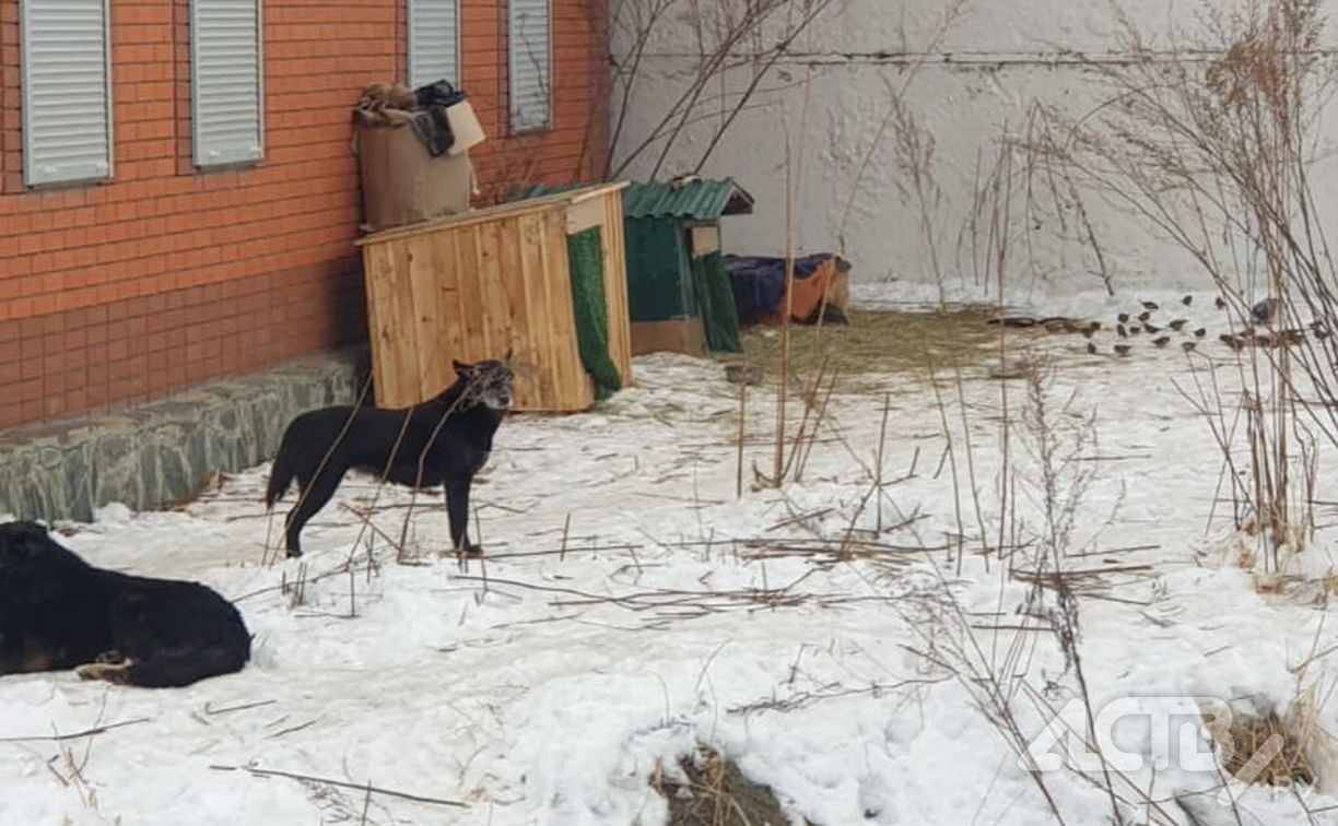 Стая собак провоцирует ДТП и пугает детей в Южно-Сахалинске