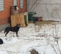 Стая собак провоцирует ДТП и пугает детей в Южно-Сахалинске