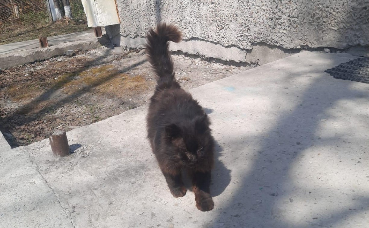 Бездомный сахалинский котик сам приходит в ветклинику на ежегодный чекап