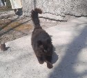 Бездомный сахалинский котик сам приходит в ветклинику на ежегодный чекап