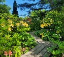 Сахалинский ботанический сад бесплатно примет гостей в День молодёжи