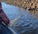 На Сахалине за неделю инспекторы рыбоохраны изъяли 3 транспортных средства и более 300 кг биоресурсов 