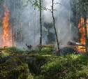 В Охинском районе тушат крупный лесной пожар