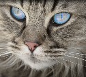 Этим породам кошек грозит тепловой удар: как понять, что питомцу плохо
