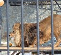 Сахалинский зоопарк закроется на один день