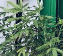 Растениевод-любитель на Курилах вырастил коноплю в квартире, но попался 