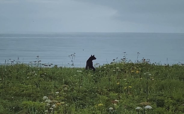 Две девушки на Сахалине напугали медведя восторженными криками