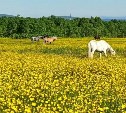 Охота на жуков-усачей и других вредителей началась в Сахалинской области 