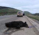 На Сахалине автомобиль сбил насмерть крупного медведя