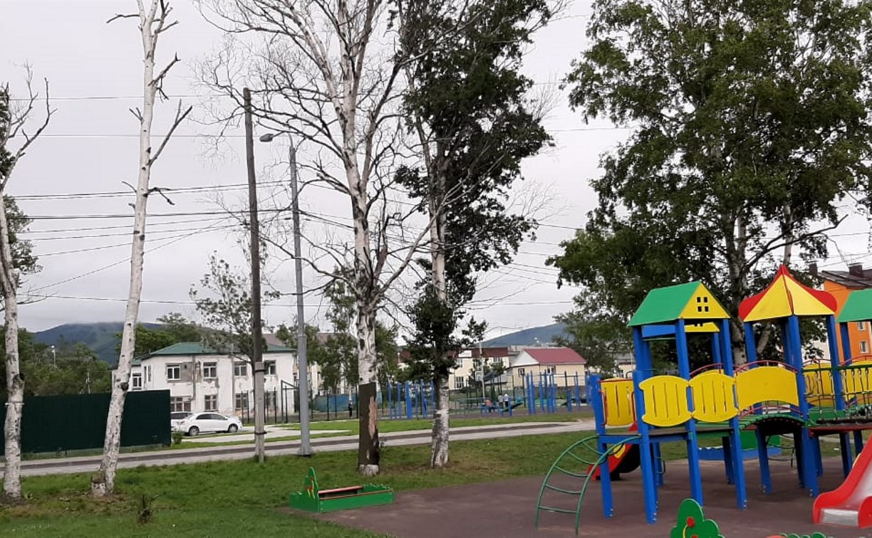 Старые деревья могут упасть на детскую площадку в Южно-Сахалинске 
