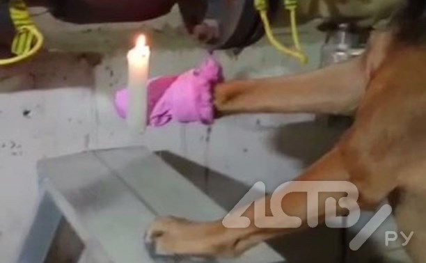 Собака на Сахалине свечкой отогревала трубу в подвале многоэтажки