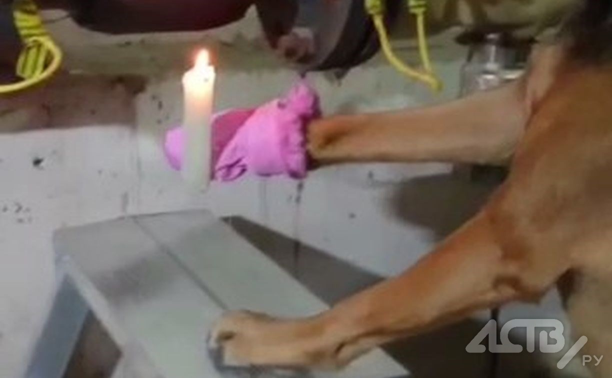 Собака на Сахалине свечкой отогревала трубу в подвале многоэтажки