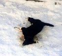 Изверги крысиным ядом отравили собак в Аниве