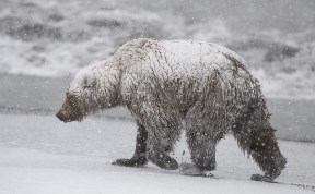 Два медведя-шатуна продолжают бродить в пригороде Южно-Сахалинска