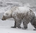Два медведя-шатуна продолжают бродить в пригороде Южно-Сахалинска
