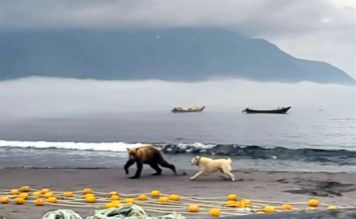 Отважный пёс на Курилах защищал рыбаков от медведей 